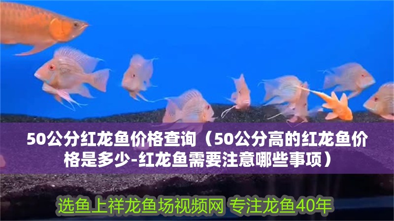 50公分紅龍魚價格查詢（50公分高的紅龍魚價格是多少-紅龍魚需要注意哪些事項）