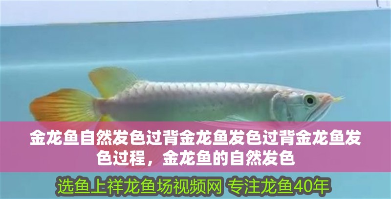金龍魚自然發色過背金龍魚發色過背金龍魚發色過程，金龍魚的自然發色