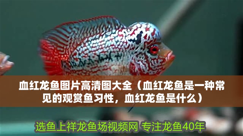 血紅龍魚圖片高清圖大全（血紅龍魚是一種常見的觀賞魚習性，血紅龍魚是什么）