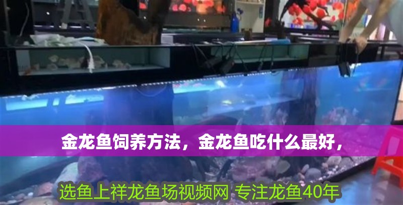 金龍魚飼養(yǎng)方法，金龍魚吃什么最好，