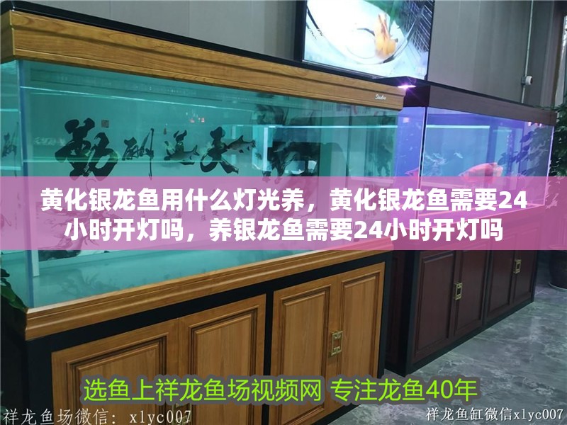 黃化銀龍魚用什么燈光養(yǎng)，黃化銀龍魚需要24小時開燈嗎，養(yǎng)銀龍魚需要24小時開燈嗎