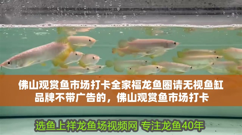 佛山觀賞魚市場打卡全家福龍魚圈請無視魚缸品牌不帶廣告的，佛山觀賞魚市場打卡