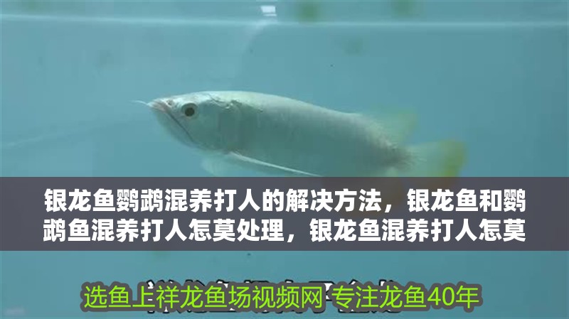 銀龍魚鸚鵡混養打人的解決方法，銀龍魚和鸚鵡魚混養打人怎莫處理，銀龍魚混養打人怎莫處理