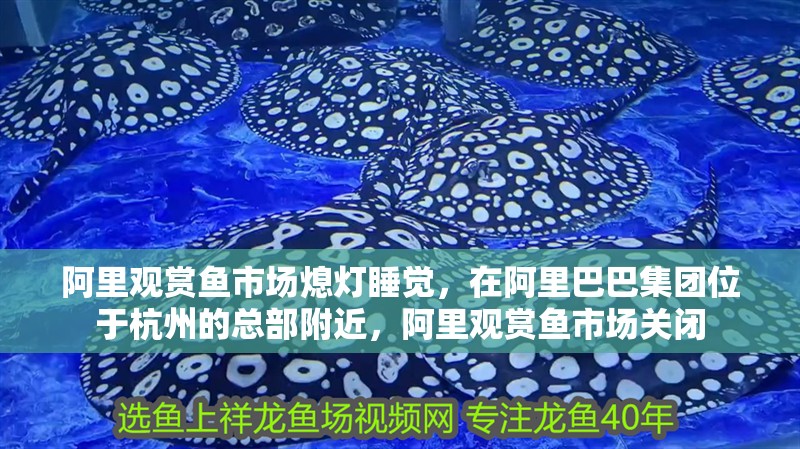 阿里觀賞魚市場(chǎng)熄燈睡覺，在阿里巴巴集團(tuán)位于杭州的總部附近，阿里觀賞魚市場(chǎng)關(guān)閉