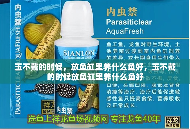 玉不戴的時(shí)候，放魚(yú)缸里養(yǎng)什么魚(yú)好，玉不戴的時(shí)候放魚(yú)缸里養(yǎng)什么魚(yú)好