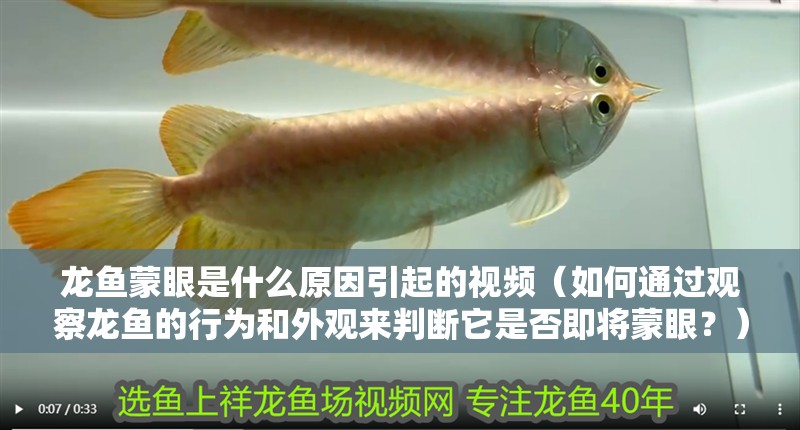 龍魚蒙眼是什么原因引起的視頻（如何通過觀察龍魚的行為和外觀來判斷它是否即將蒙眼？）