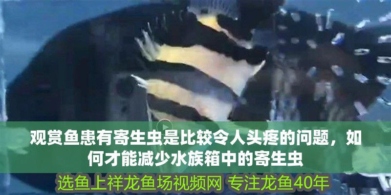 觀賞魚患有寄生蟲是比較令人頭疼的問題，如何才能減少水族箱中的寄生蟲