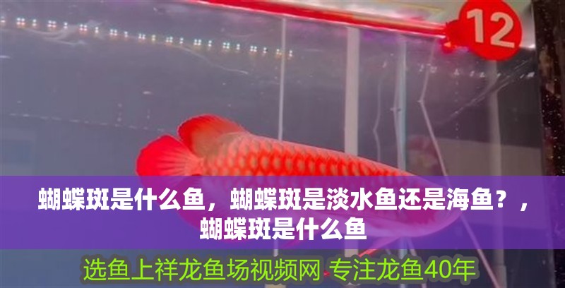 蝴蝶斑是什么魚，蝴蝶斑是淡水魚還是海魚？，蝴蝶斑是什么魚