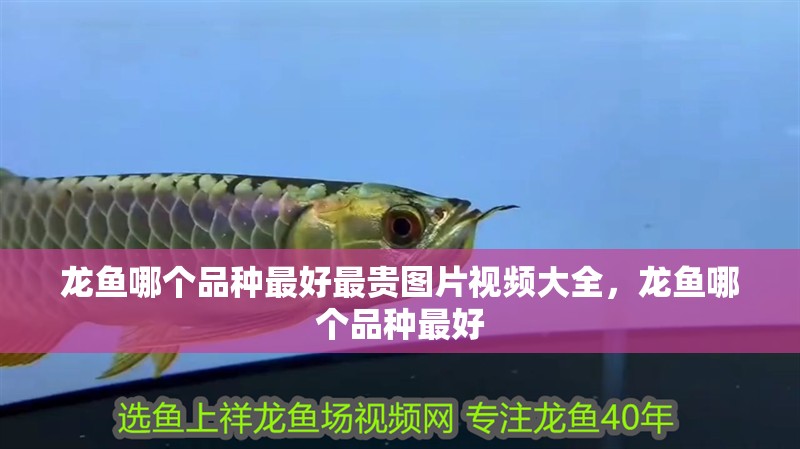 龍魚哪個品種最好最貴圖片視頻大全，龍魚哪個品種最好