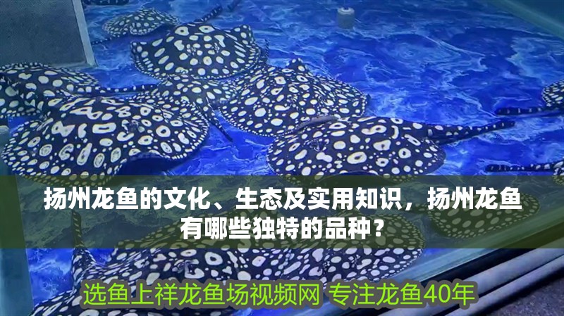 揚州龍魚的文化、生態及實用知識，揚州龍魚有哪些獨特的品種？ 揚州龍魚的文化、生態及實用知識，揚州龍魚有哪些獨特的品種？ 觀賞魚百科 第10張