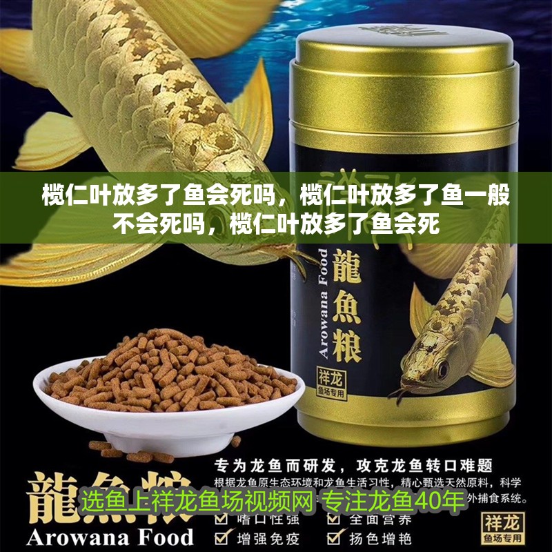 欖仁葉放多了魚會死嗎，欖仁葉放多了魚一般不會死嗎，欖仁葉放多了魚會死