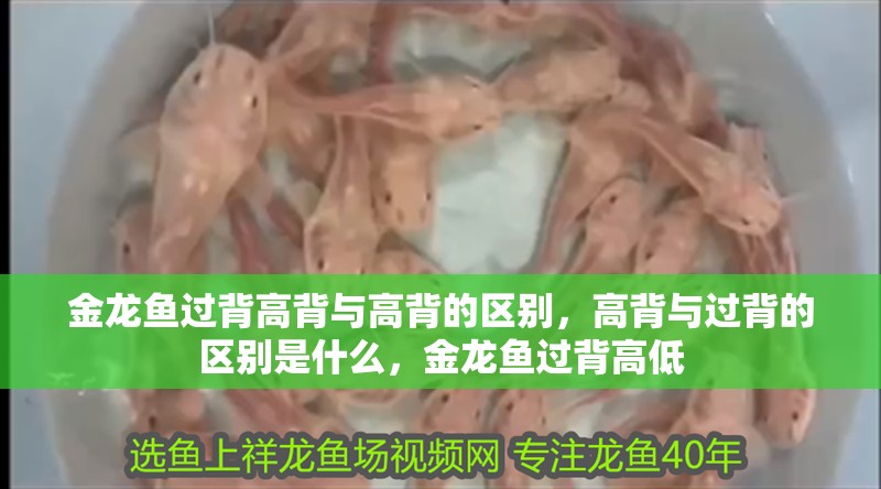 金龍魚過背高背與高背的區別，高背與過背的區別是什么，金龍魚過背高低