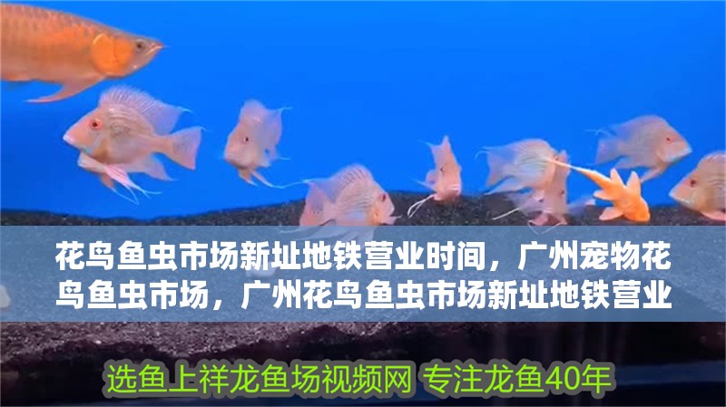 花鳥(niǎo)魚(yú)蟲(chóng)市場(chǎng)新址地鐵營(yíng)業(yè)時(shí)間，廣州寵物花鳥(niǎo)魚(yú)蟲(chóng)市場(chǎng)，廣州花鳥(niǎo)魚(yú)蟲(chóng)市場(chǎng)新址地鐵營(yíng)業(yè)時(shí)間