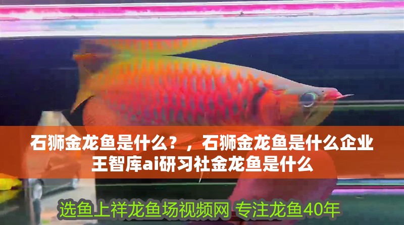 石獅金龍魚是什么？，石獅金龍魚是什么企業王智庫ai研習社金龍魚是什么