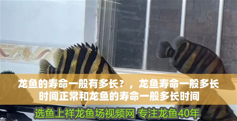 龍魚的壽命一般有多長？，龍魚壽命一般多長時間正常和龍魚的壽命一般多長時間