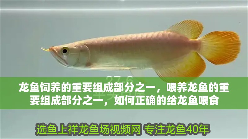 龍魚飼養(yǎng)的重要組成部分之一，喂養(yǎng)龍魚的重要組成部分之一，如何正確的給龍魚喂食