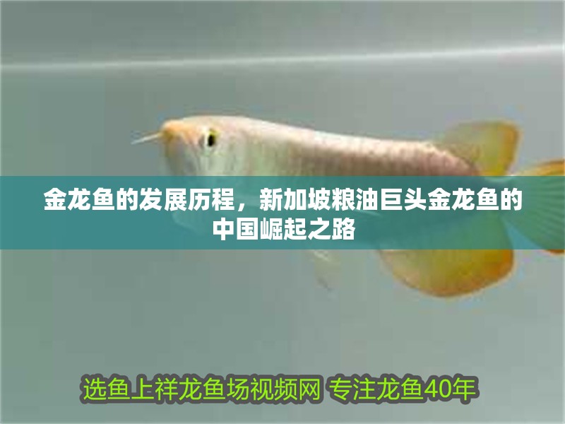 金龍魚的發展歷程，新加坡糧油巨頭金龍魚的中國崛起之路 金龍魚的發展歷程，新加坡糧油巨頭金龍魚的中國崛起之路 觀賞魚百科 第6張