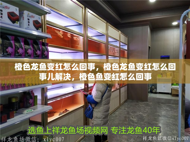 橙色龍魚變紅怎么回事，橙色龍魚變紅怎么回事兒解決，橙色魚變紅怎么回事