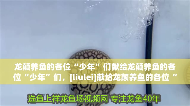 龍顛養魚的各位“少年”們獻給龍顛養魚的各位“少年”們，[liulei]獻給龍顛養魚的各位“少年”們