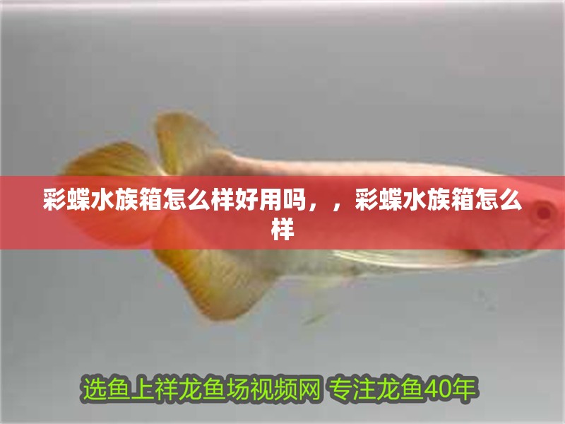 彩蝶水族箱怎么樣好用嗎，，彩蝶水族箱怎么樣