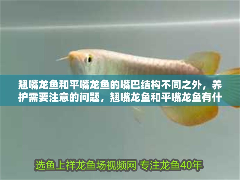 翹嘴龍魚和平嘴龍魚的嘴巴結構不同之外，養護需要注意的問題，翹嘴龍魚和平嘴龍魚有什么區別