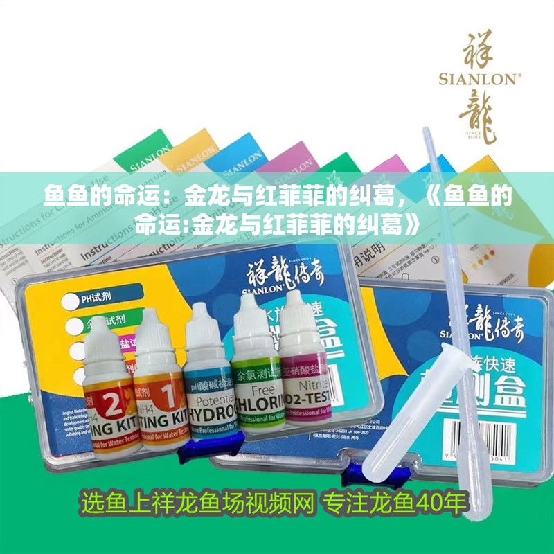 魚魚的命運：金龍與紅菲菲的糾葛，《魚魚的命運:金龍與紅菲菲的糾葛》 魚魚的命運：金龍與紅菲菲的糾葛，《魚魚的命運:金龍與紅菲菲的糾葛》 觀賞魚百科 第7張