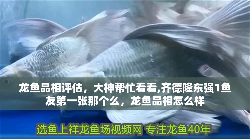 龍魚品相評估，大神幫忙看看,齊德隆東強1魚友第一張那個么，龍魚品相怎么樣