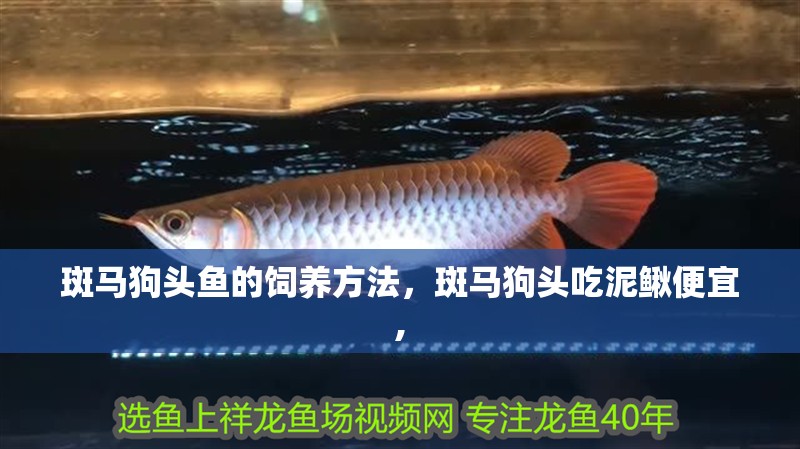 斑馬狗頭魚的飼養(yǎng)方法，斑馬狗頭吃泥鰍便宜,