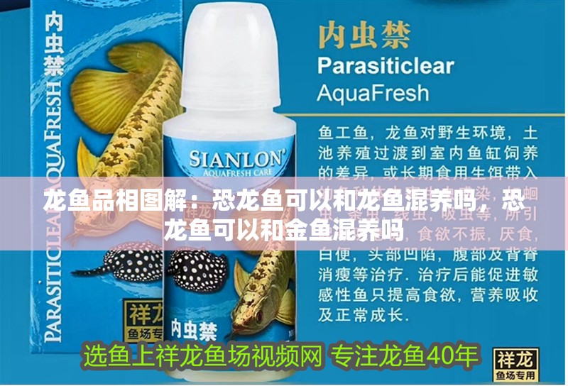 龍魚品相圖解：恐龍魚可以和龍魚混養(yǎng)嗎，恐龍魚可以和金魚混養(yǎng)嗎