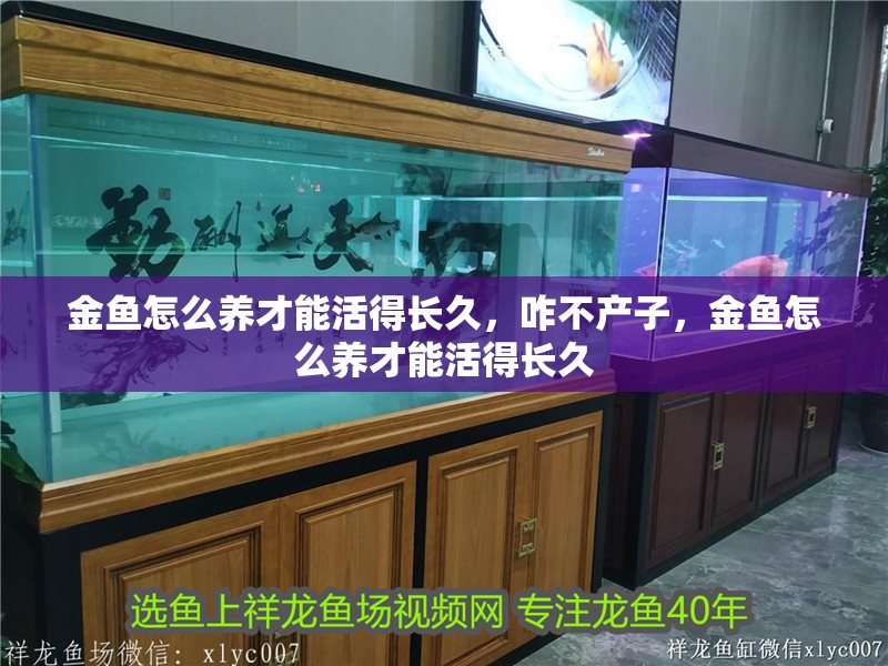 金魚怎么養才能活得長久，咋不產子，金魚怎么養才能活得長久