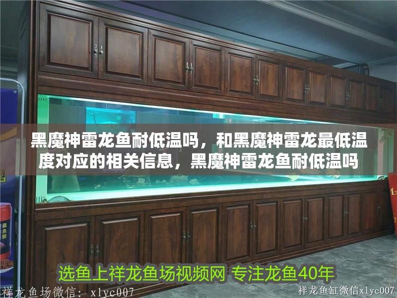 黑魔神雷龍魚耐低溫嗎，和黑魔神雷龍最低溫度對應的相關信息，黑魔神雷龍魚耐低溫嗎