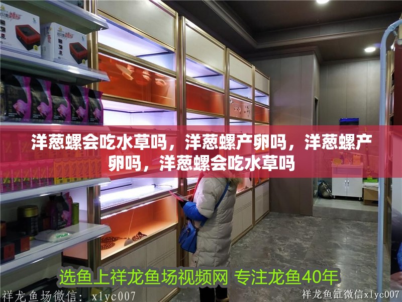 洋蔥螺會吃水草嗎，洋蔥螺產卵嗎，洋蔥螺產卵嗎，洋蔥螺會吃水草嗎