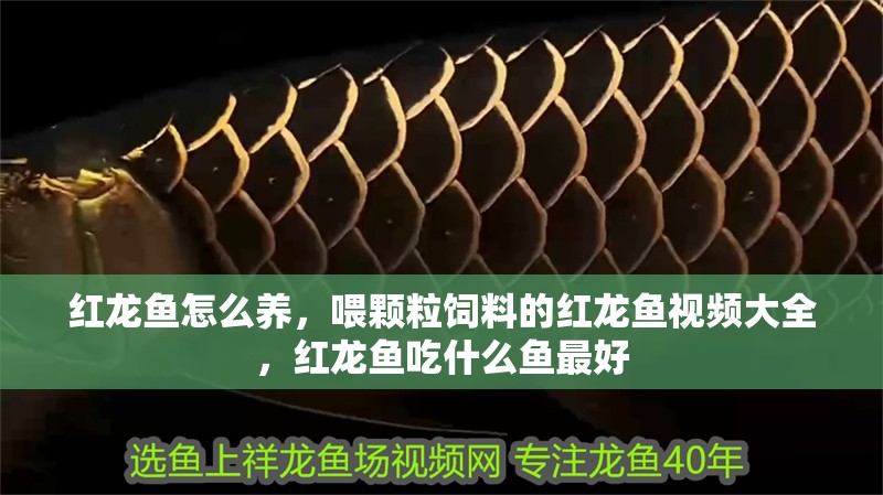 紅龍魚怎么養(yǎng)，喂顆粒飼料的紅龍魚視頻大全，紅龍魚吃什么魚最好