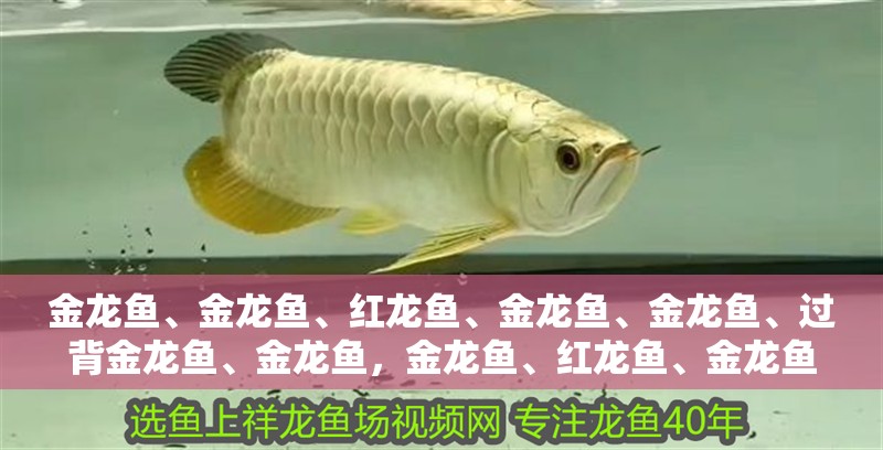 金龍魚、金龍魚、紅龍魚、金龍魚、金龍魚、過背金龍魚、金龍魚，金龍魚、紅龍魚、金龍魚、紅龍魚、亞洲龍魚、亞洲龍魚、青龍魚