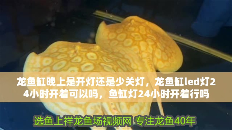 龍魚缸晚上是開燈還是少關燈，龍魚缸led燈24小時開著可以嗎，魚缸燈24小時開著行嗎