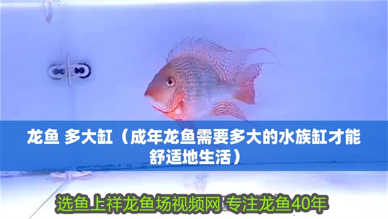 龍魚 多大缸（成年龍魚需要多大的水族缸才能舒適地生活） 龍魚 多大缸（成年龍魚需要多大的水族缸才能舒適地生活） 觀賞魚百科