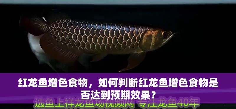 紅龍魚增色食物，如何判斷紅龍魚增色食物是否達到預期效果？