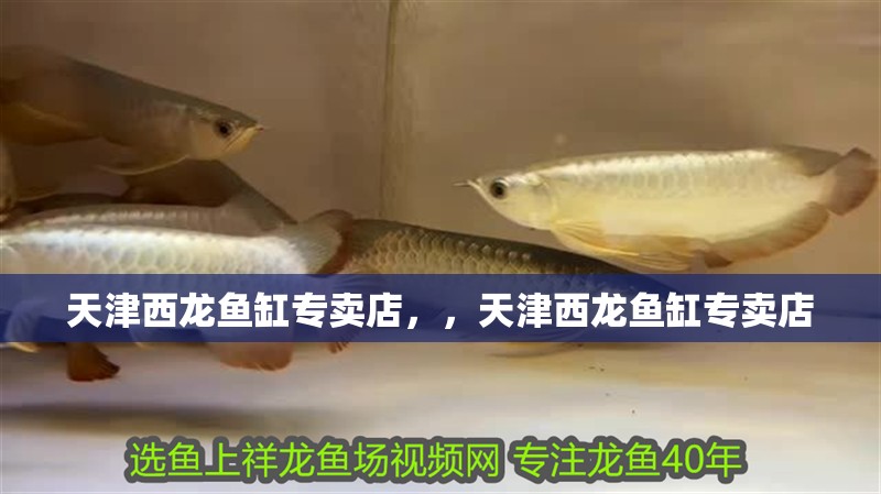 天津西龍魚缸專賣店，，天津西龍魚缸專賣店