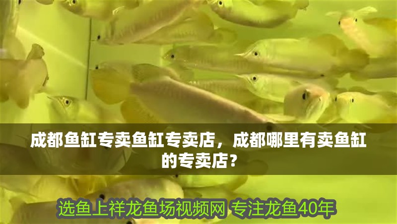 成都魚缸專賣魚缸專賣店，成都哪里有賣魚缸的專賣店？