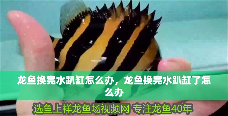 龍魚換完水趴缸怎么辦，龍魚換完水趴缸了怎么辦