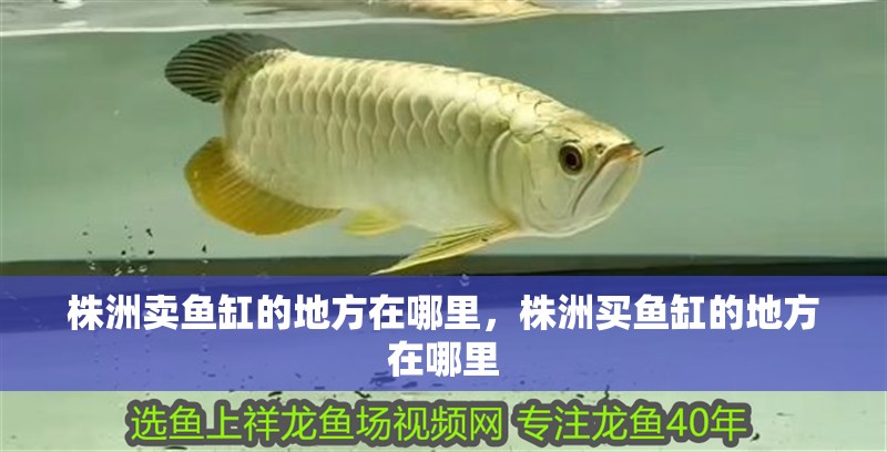 株洲賣魚缸的地方在哪里，株洲買魚缸的地方在哪里