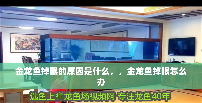 金龍魚掉眼的原因是什么，，金龍魚掉眼怎么辦 金龍魚掉眼的原因是什么，，金龍魚掉眼怎么辦 觀賞魚百科 第2張