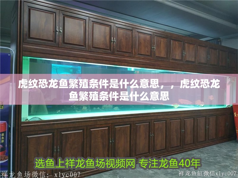虎紋恐龍魚繁殖條件是什么意思，，虎紋恐龍魚繁殖條件是什么意思