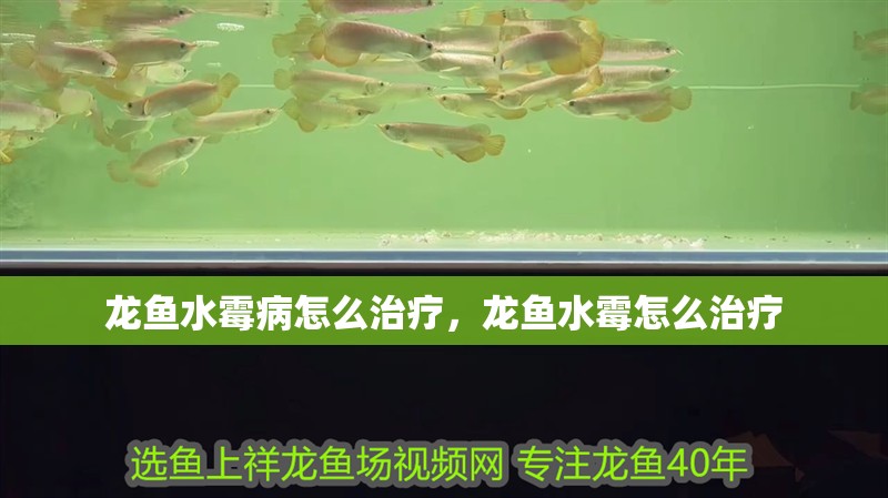 龍魚水霉病怎么治療，龍魚水霉怎么治療