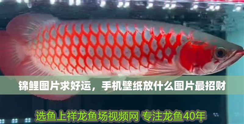 錦鯉圖片求好運，手機壁紙放什么圖片最招財