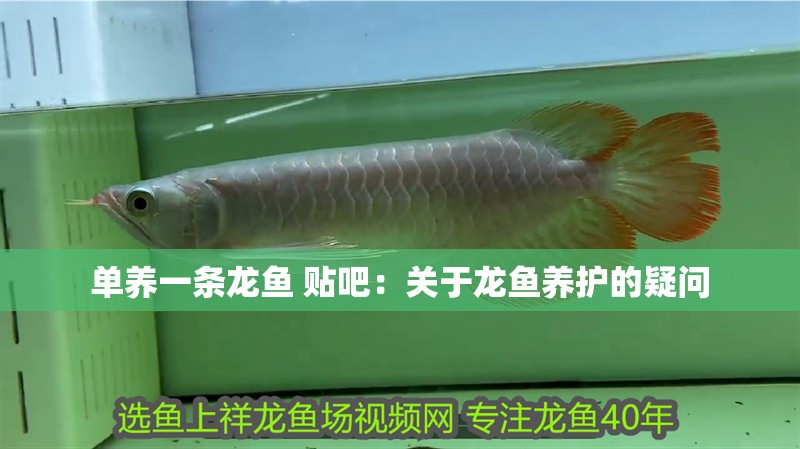 單養(yǎng)一條龍魚 貼吧：關于龍魚養(yǎng)護的疑問 單養(yǎng)一條龍魚 貼吧：關于龍魚養(yǎng)護的疑問 觀賞魚百科 第1張