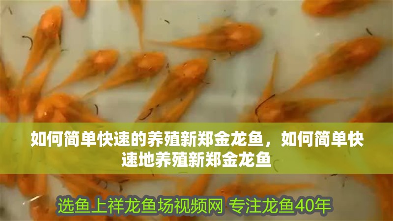 如何簡單快速的養殖新鄭金龍魚，如何簡單快速地養殖新鄭金龍魚