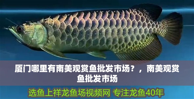 廈門哪里有南美觀賞魚批發(fā)市場？，南美觀賞魚批發(fā)市場