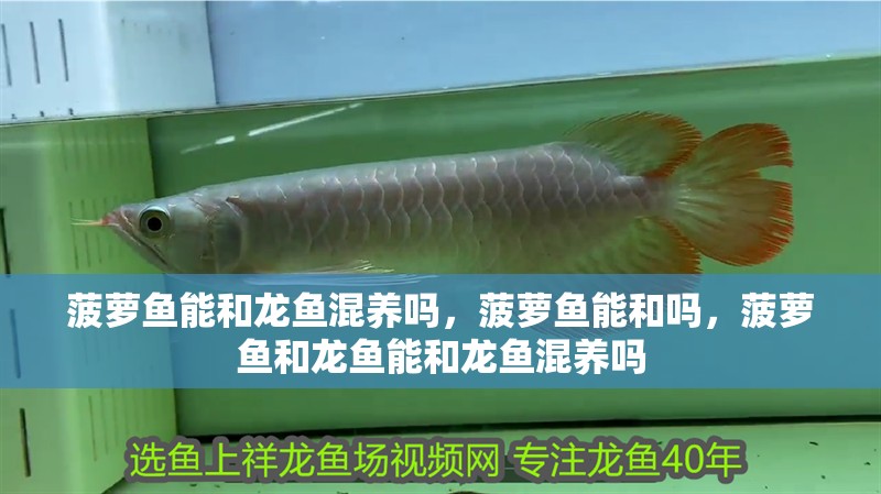 菠蘿魚能和龍魚混養嗎，菠蘿魚能和嗎，菠蘿魚和龍魚能和龍魚混養嗎
