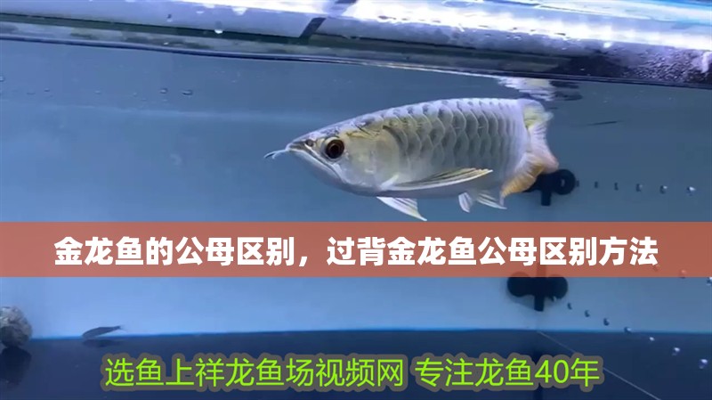金龍魚的公母區別，過背金龍魚公母區別方法
